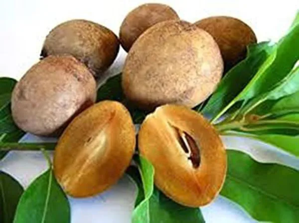 Chiku_Plant_(Hybrid,_Pack_of_1)