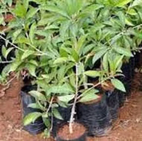 Chiku_Plant_(Hybrid,_Pack_of_1)