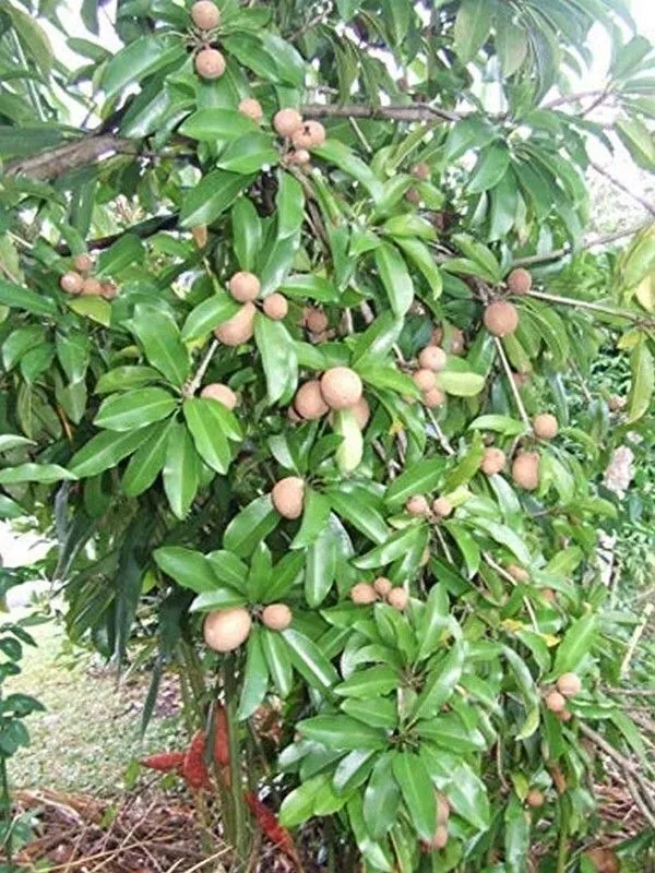 Chiku_Plant_(Hybrid,_Pack_of_1)