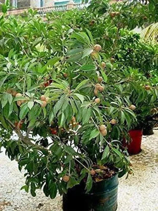 Chiku_Plant_(Hybrid,_Pack_of_1)