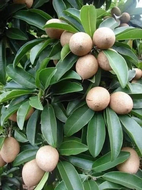 Chiku_Plant_(Hybrid,_Pack_of_1)