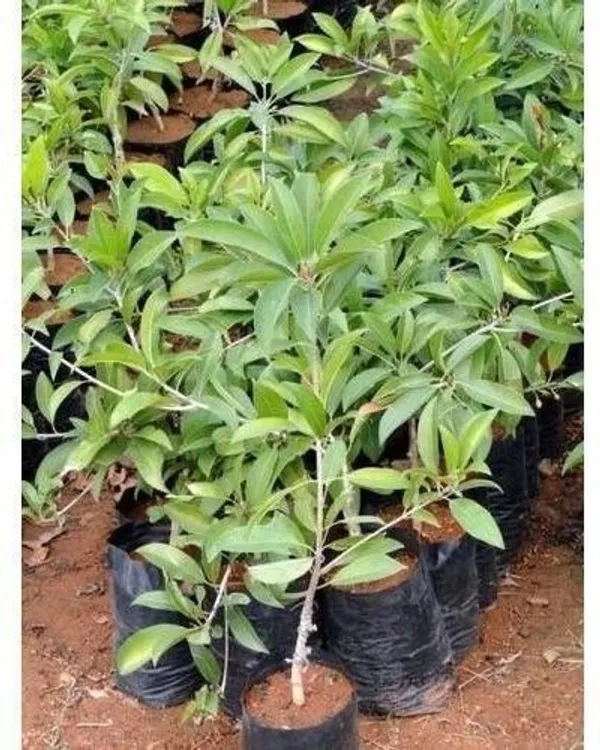 Chiku_Plant_(Hybrid,_Pack_of_1)