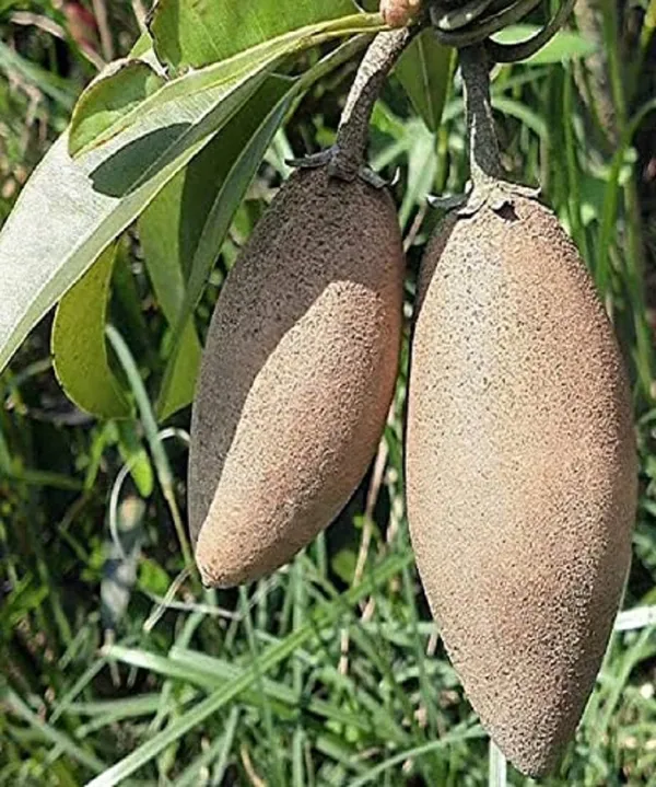 Chiku_Plant_(Hybrid,_Pack_of_1)