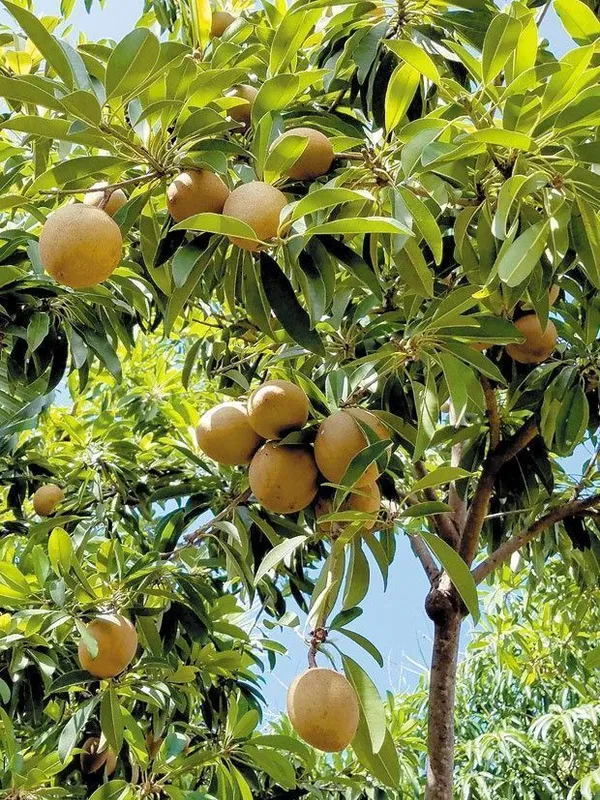 Chiku_Plant_(Hybrid,_Pack_of_1)