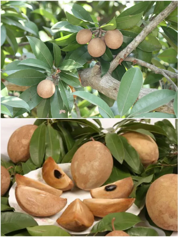 Chiku_Plant_(Hybrid,_Pack_of_1)
