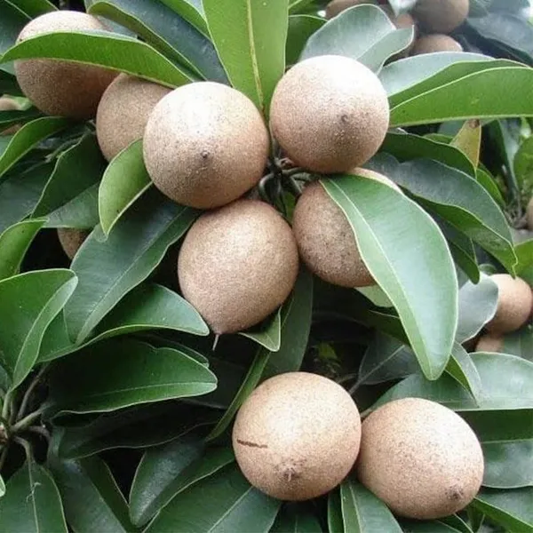 Chiku_Plant_(Hybrid,_Pack_of_1)