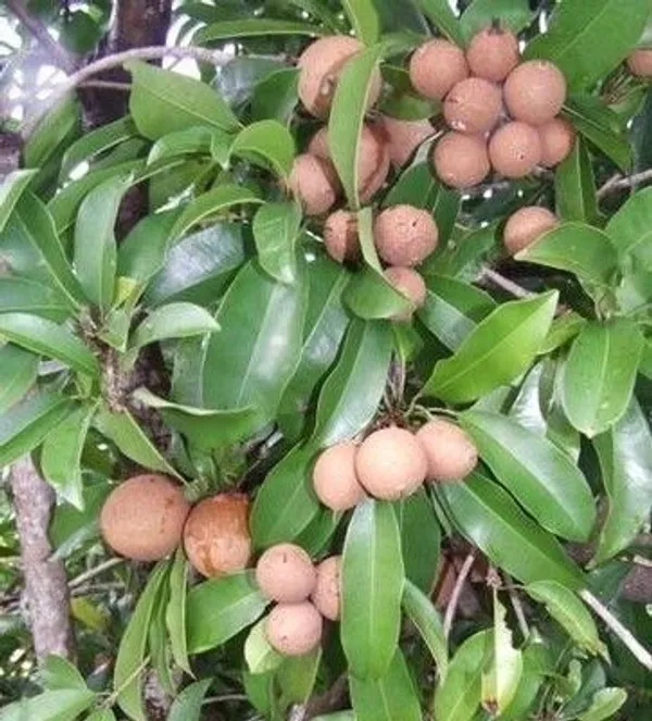Chiku_Plant_(Hybrid,_Pack_of_1)