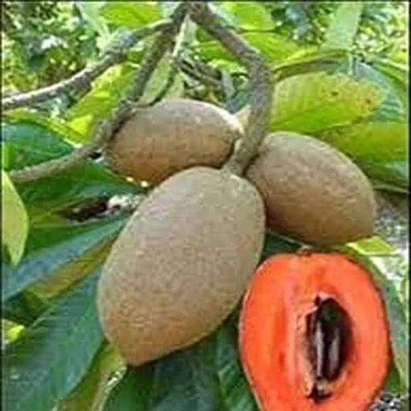Chiku_Plant_(Hybrid,_Pack_of_1)