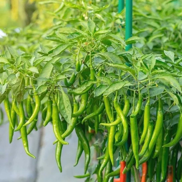 Mirch/Chilli_Plant_(Hybrid,_Pack_of_1)