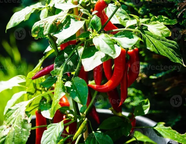 Chilli_Spices_Plant_(Hybrid,_Pack_of_1)