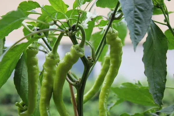 Chilli_Spices_Plant_(Hybrid,_Pack_of_1)