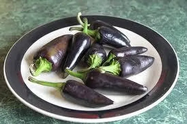 Chilli_Spices_Plant_(Hybrid,_Pack_of_1)