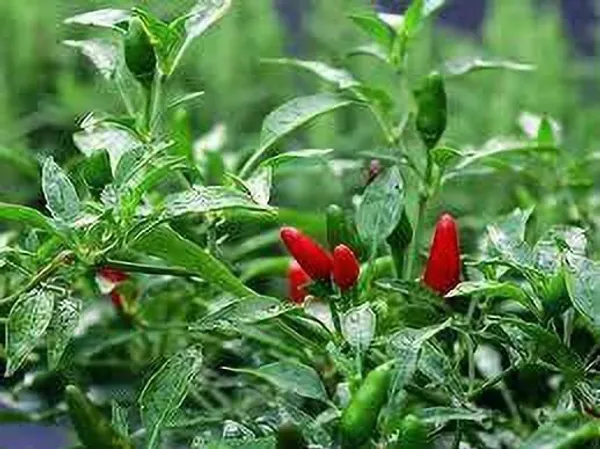 Chilli_Spices_Plant_(Hybrid,_Pack_of_1)