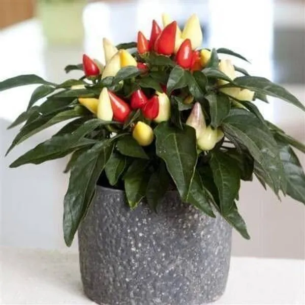 Mirch/Chilli_Plant_(Hybrid,_Pack_of_1)