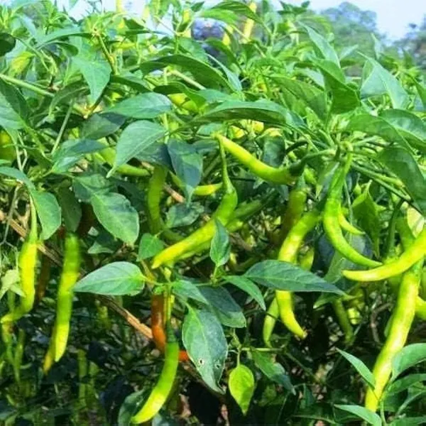 Chilli_Spices_Plant_(Hybrid,_Pack_of_1)