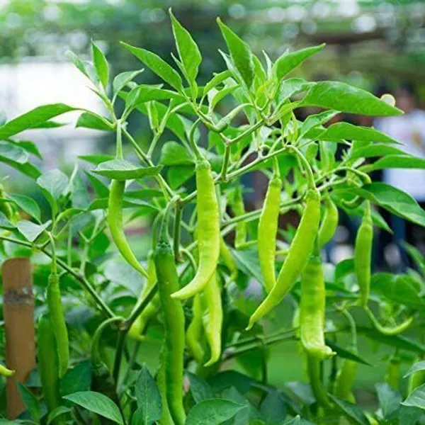 Chilli_Spices_Plant_(Hybrid,_Pack_of_1)