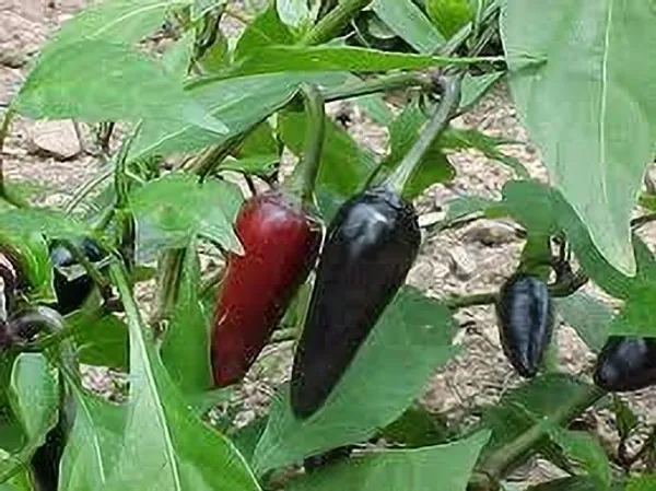 Chilli_Spices_Plant_(Hybrid,_Pack_of_1)