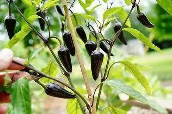 Chilli_Spices_Plant_(Hybrid,_Pack_of_1)