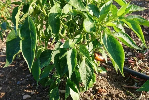 Mirch/Chilli_Plant_(Hybrid,_Pack_of_1)