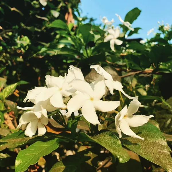 Jasmine_Plant_(Hybrid,_Pack_of_1)