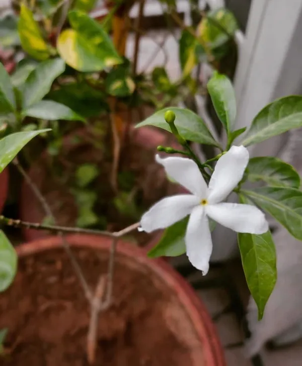 Jasmine_Plant_(Hybrid,_Pack_of_1)