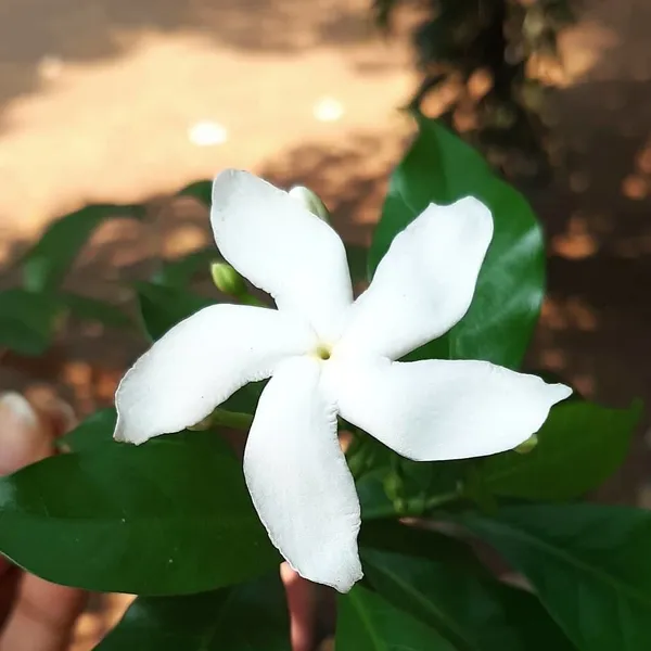 Jasmine_Plant_(Hybrid,_Pack_of_1)