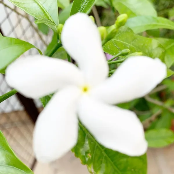 Jasmine_Plant_(Hybrid,_Pack_of_1)