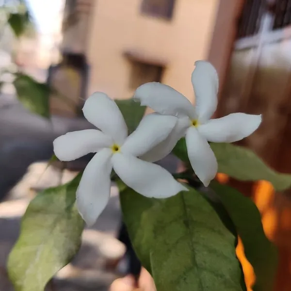 Jasmine_Plant_(Hybrid,_Pack_of_1)
