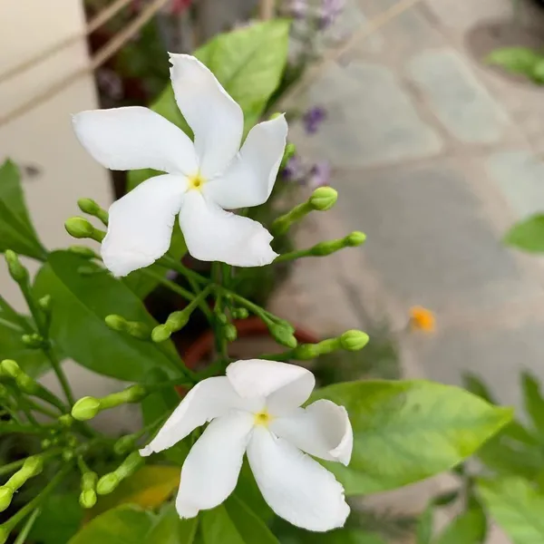 Jasmine_Plant_(Hybrid,_Pack_of_1)