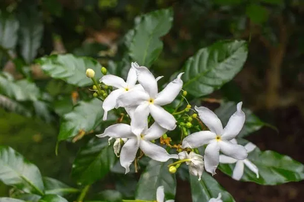 Night_Bloom_Jasmine_Plant_(Hybrid,_Pack_of_1)
