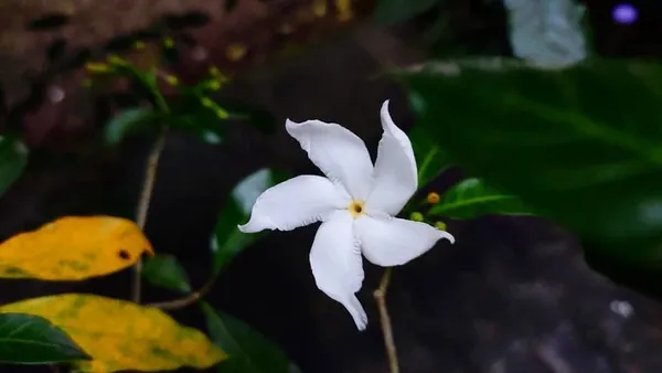 Jasmine_Plant_(Hybrid,_Pack_of_1)