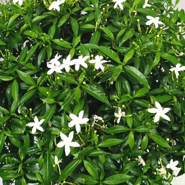 Jasmine_Plant_(Hybrid,_Pack_of_1)