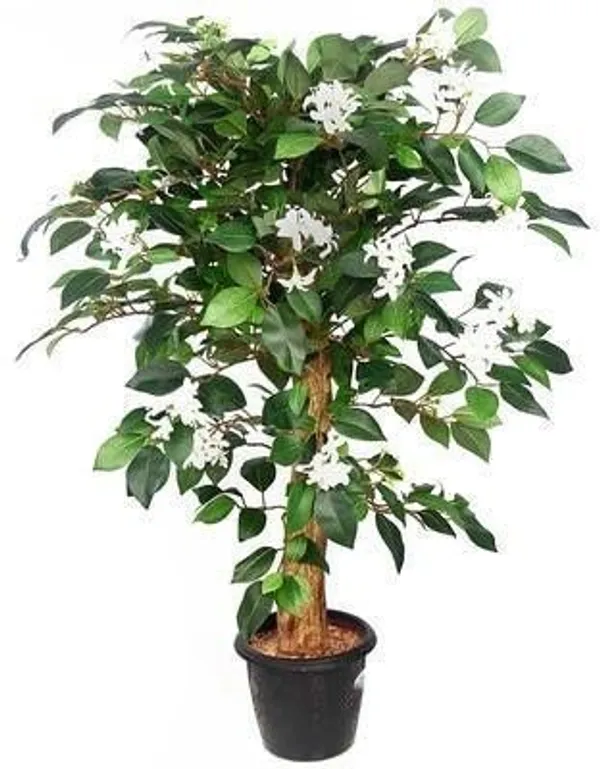 Jasmine_Plant_(Hybrid,_Pack_of_1)