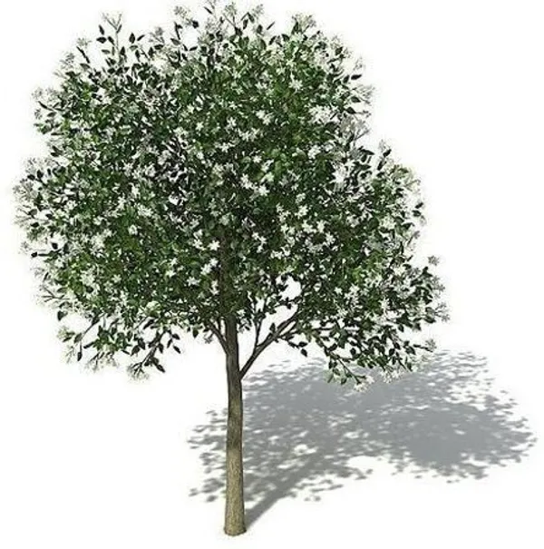 Jasmine_Plant_(Hybrid,_Pack_of_1)