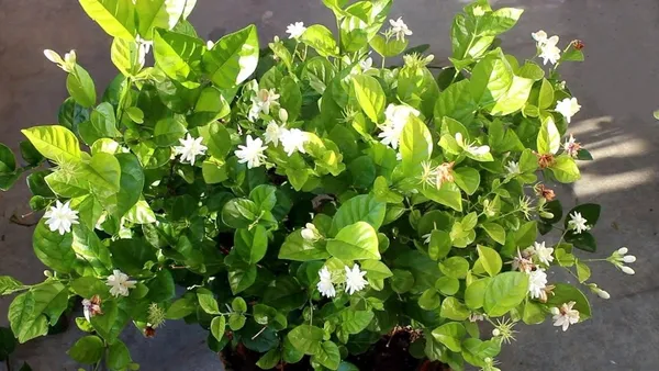 Jasmine_Plant_(Hybrid,_Pack_of_1)