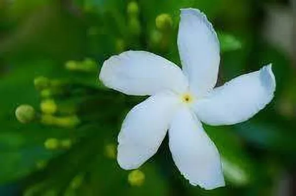 Jasmine_Plant_(Hybrid,_Pack_of_1)