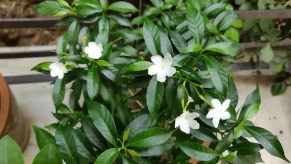 Jasmine_Plant_(Hybrid,_Pack_of_1)