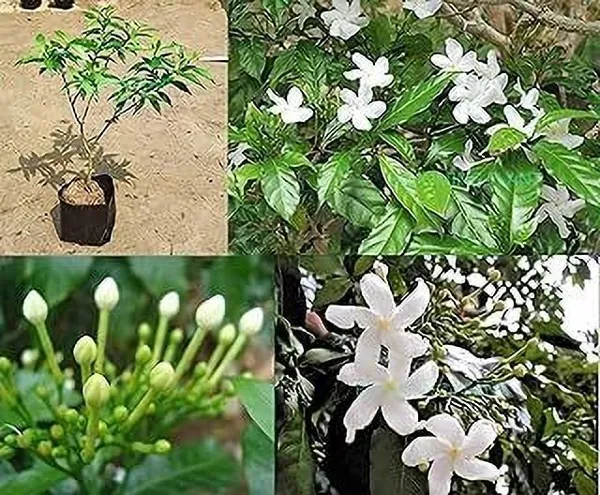 Jasmine_Plant_(Hybrid,_Pack_of_1)