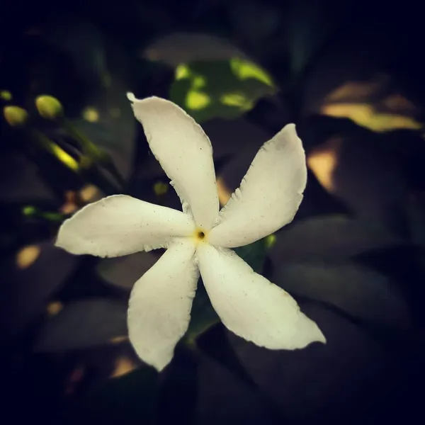 Jasmine_Plant_(Hybrid,_Pack_of_1)
