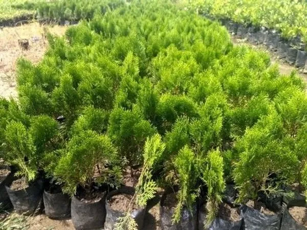 Christmas_Tree_Plant_(Hybrid,_Pack_of_1)