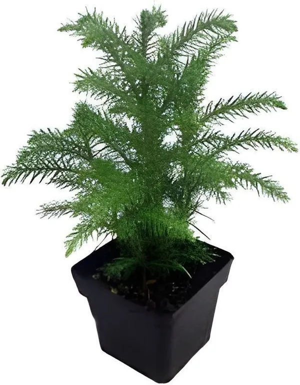 Christmas_Tree_Plant_(Hybrid,_Pack_of_1)