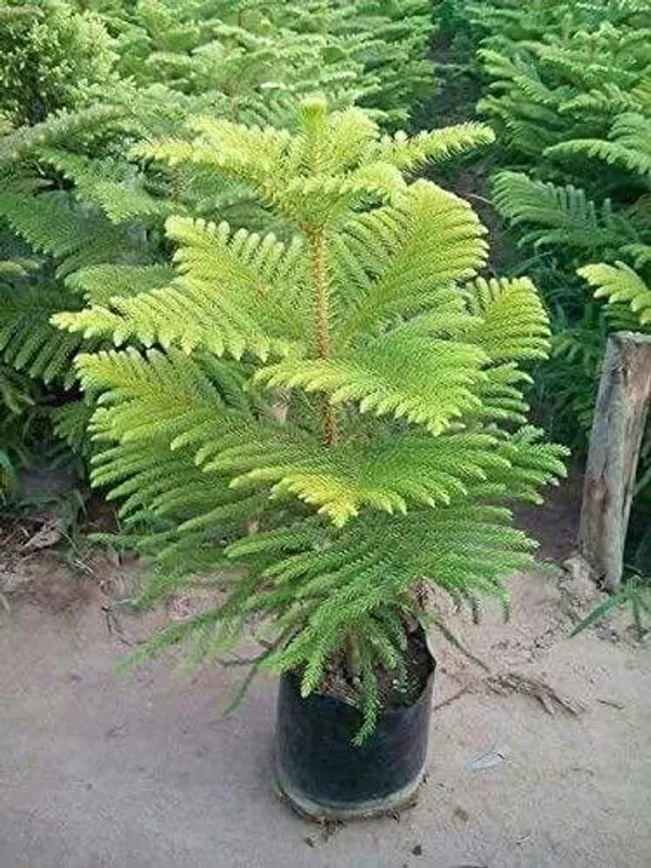 Christmas_Tree_Plant_(Hybrid,_Pack_of_1)