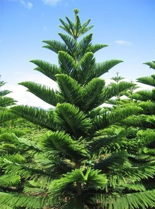 Christmas_Tree_Plant_(Hybrid,_Pack_of_1)