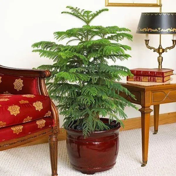Christmas_Tree_Plant_(Hybrid,_Pack_of_1)