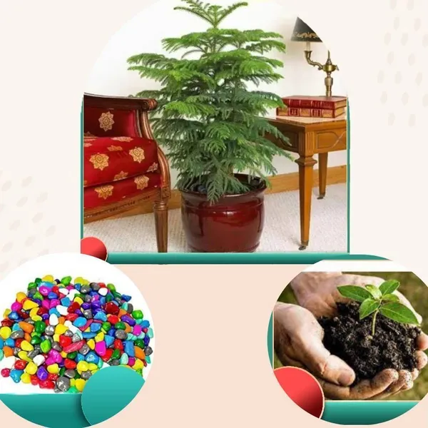 Christmas_Tree_Plant_(Hybrid,_Pack_of_1)