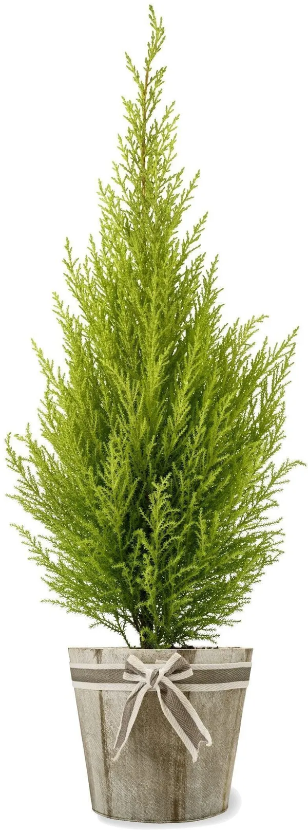 Christmas_Tree_Plant_(Hybrid,_Pack_of_1)