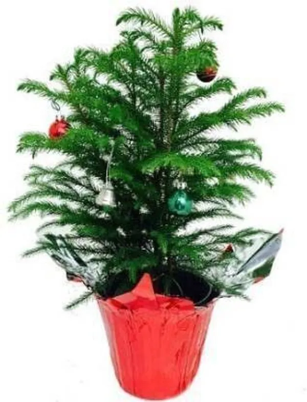 Christmas_Tree_Plant_(Hybrid,_Pack_of_1)