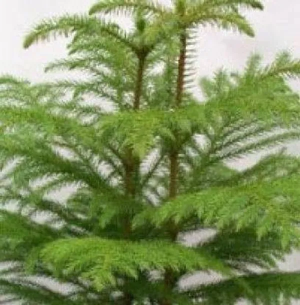 Christmas_Tree_Plant_(Hybrid,_Pack_of_1)