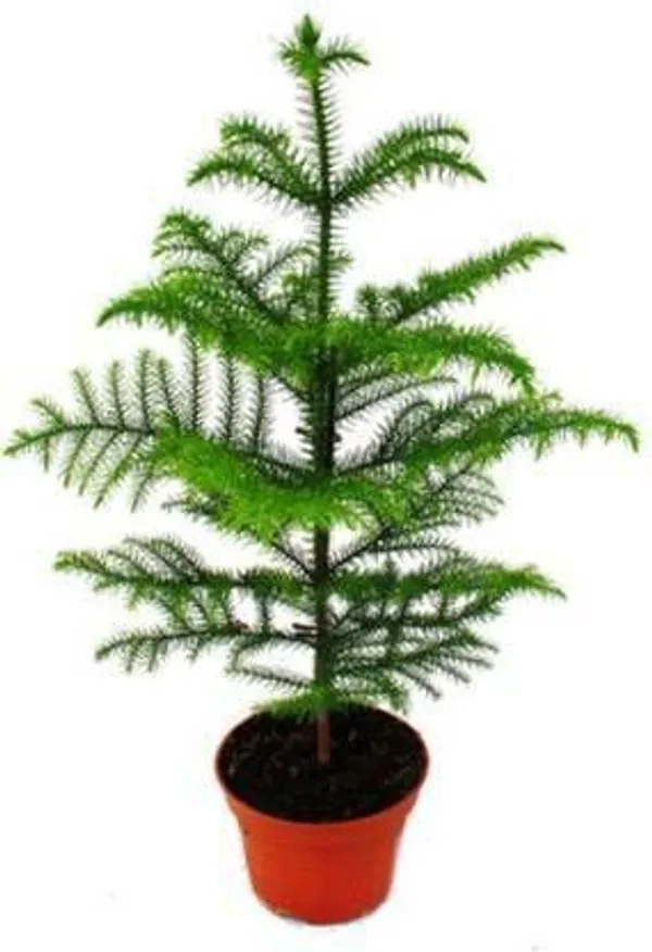 Christmas_Tree_Plant_(Hybrid,_Pack_of_1)