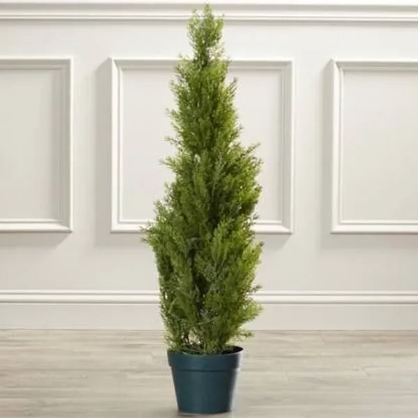 Christmas_Tree_Plant_(Hybrid,_Pack_of_1)